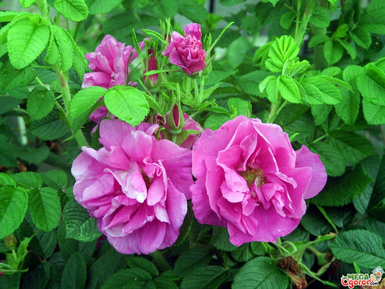 Прививка розы на шиповник - выбор сорта роз и правила окулировки